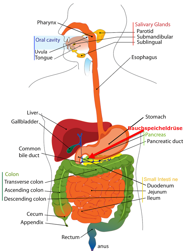 Bauchspeicheldruese-800b