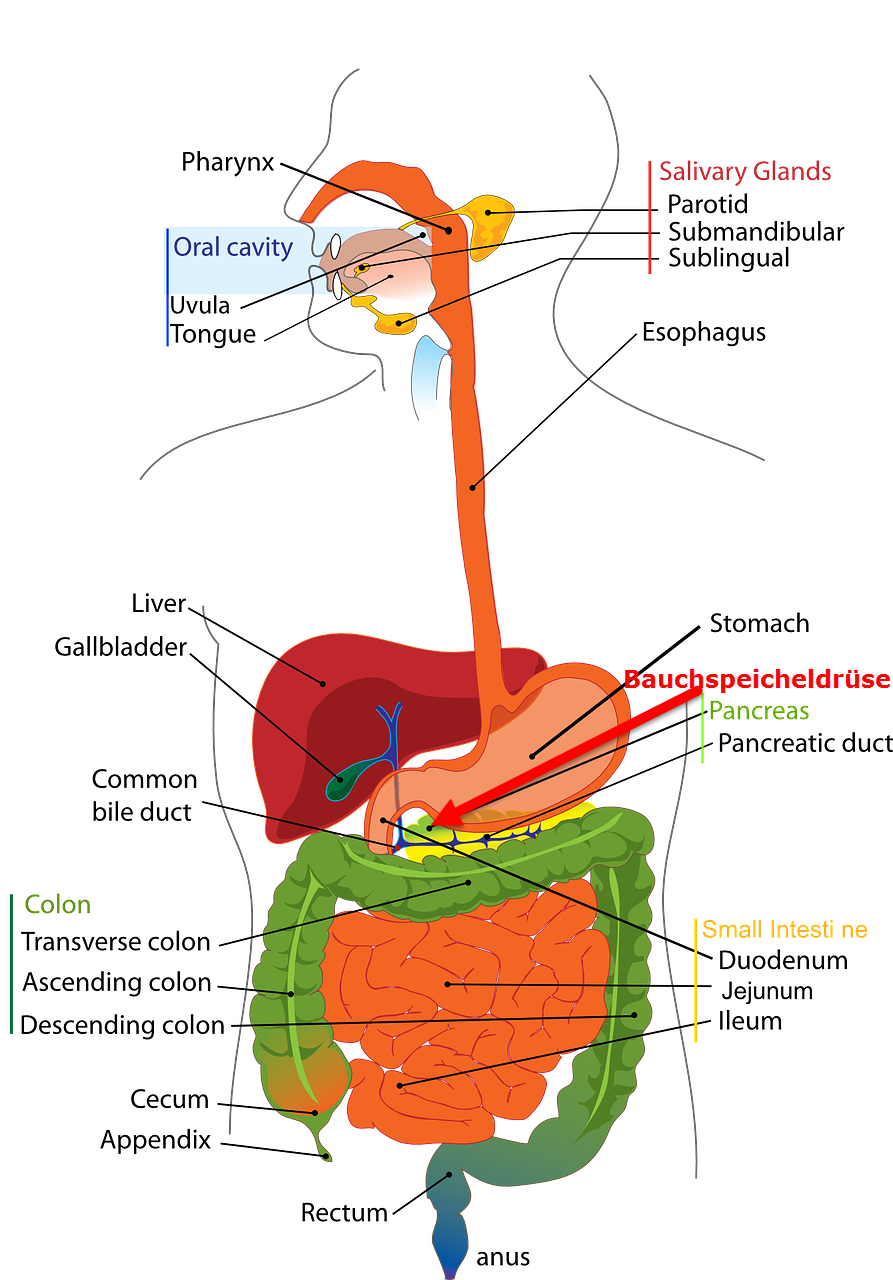 Die Bauchspeicheldrüse
